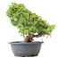 Juniperus chinensis Itoigawa, 25 cm, ± 20 years old, with interesting jin and shari