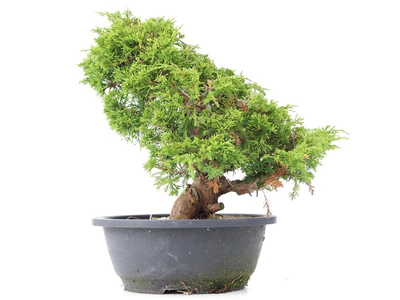 Juniperus chinensis Itoigawa, 25 cm, ± 20 jaar oud, met interessante jin en shari