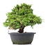 Juniperus chinensis Itoigawa, 25 cm, ± 20 años, con interesantes jin y shari