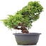 Juniperus chinensis Itoigawa, 25 cm, ± 20 years old, with interesting jin and shari