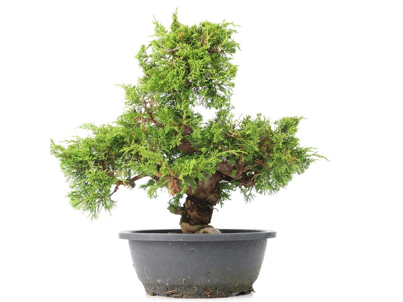 Juniperus chinensis Itoigawa, 30 cm, ± 20 jaar oud, met interessante jin en shari