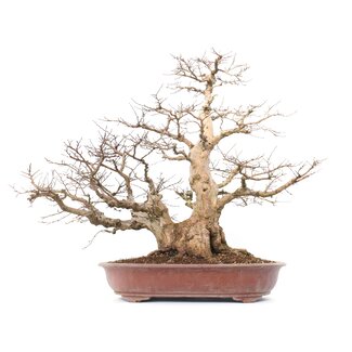 Carpinus coreana Yamadori, 66 cm, ± 70 anni