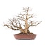 Carpinus coreana Yamadori, 66 cm, ± 70 jaar oud