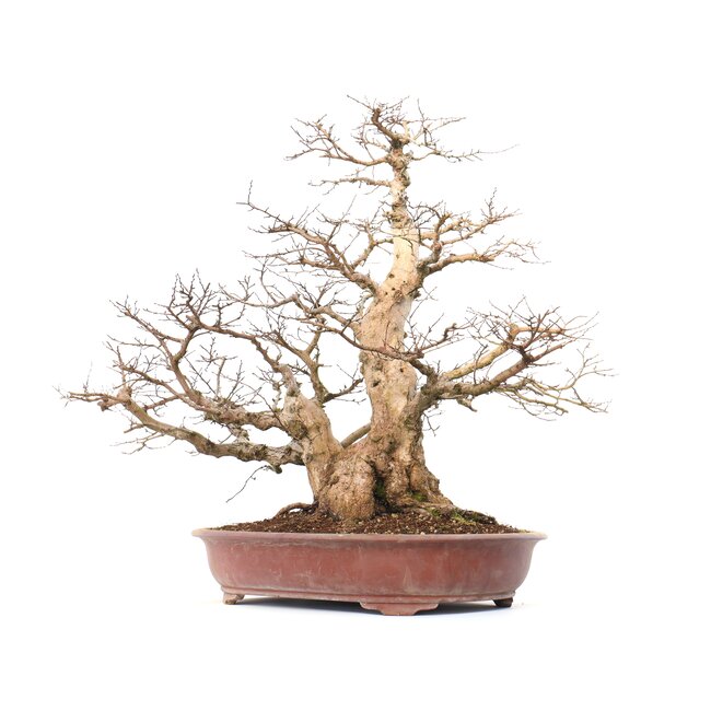 Carpinus coreana Yamadori, 66 cm, ± 70 ans