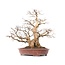 Carpinus coreana Yamadori, 66 cm, ± 70 ans
