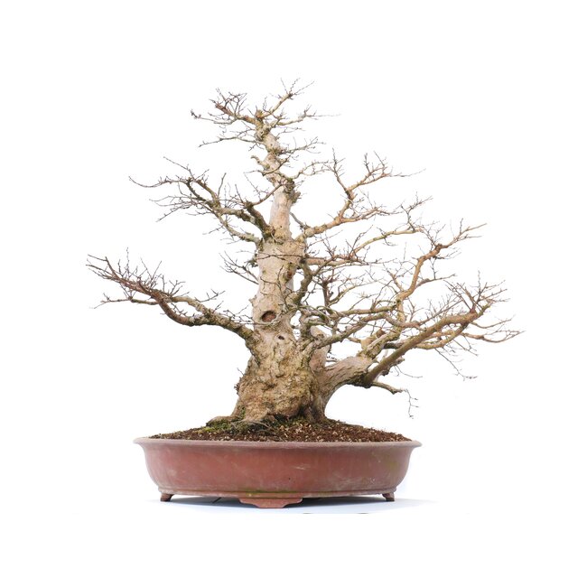 Carpinus coreana Yamadori, 66 cm, ± 70 Jahre alt
