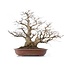 Carpinus coreana Yamadori, 66 cm, ± 70 jaar oud