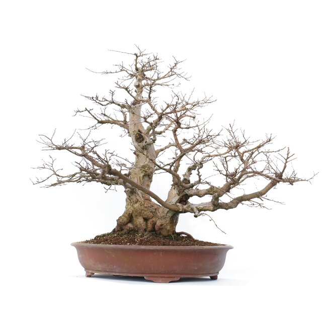 Carpinus coreana Yamadori, 66 cm, ± 70 Jahre alt