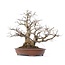 Carpinus coreana Yamadori, 66 cm, ± 70 jaar oud