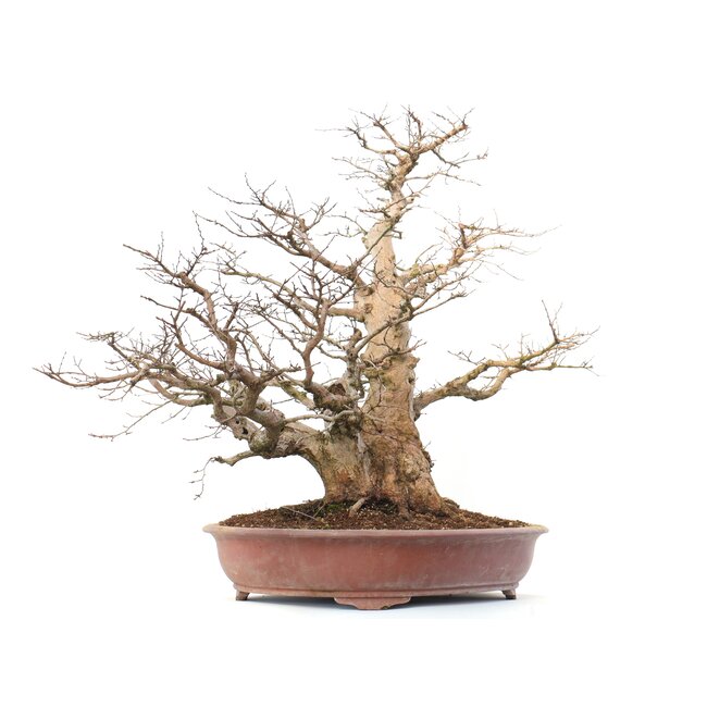 Carpinus coreana Yamadori, 66 cm, ± 70 años