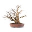 Carpinus coreana Yamadori, 66 cm, ± 70 jaar oud