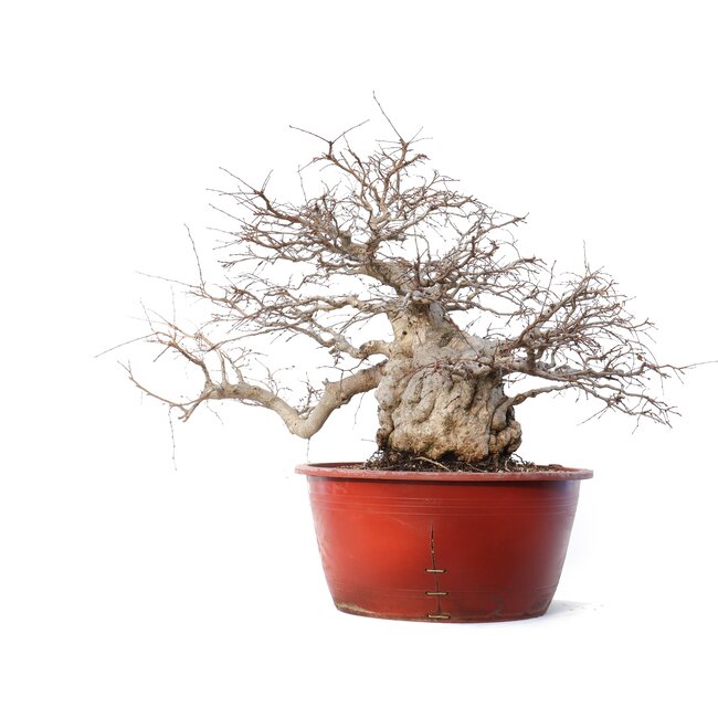 Carpinus coreana Yamadori, 58 cm, ± 90 años