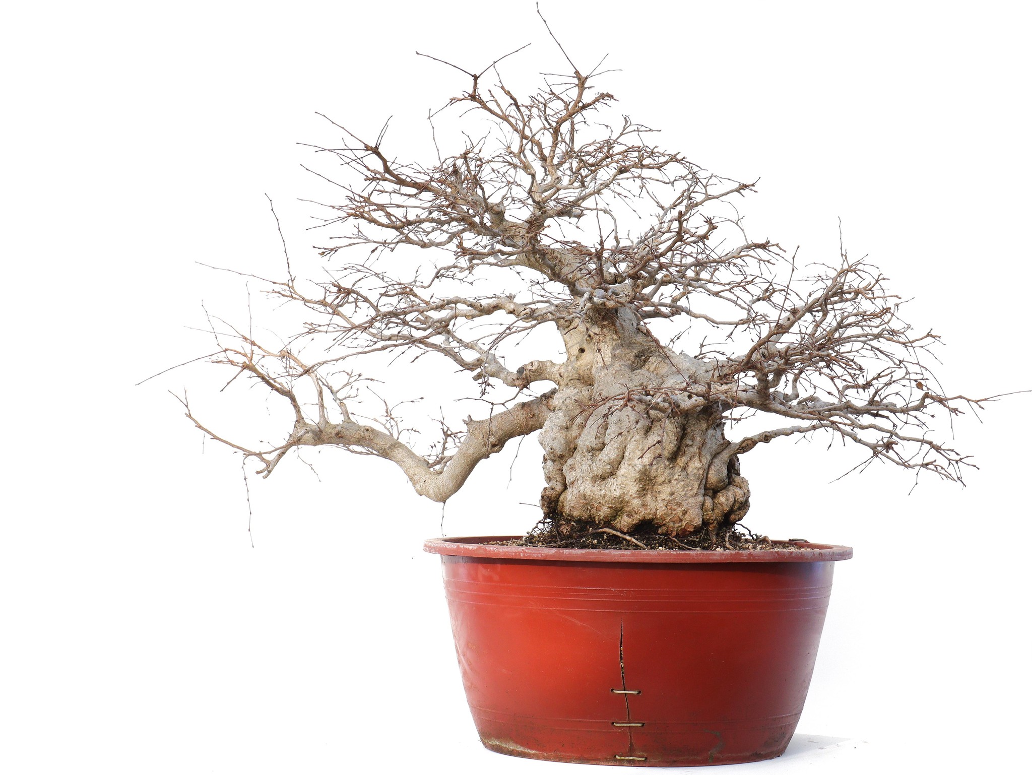 bonsai dogs 8