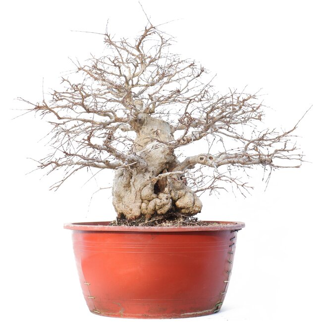 Carpinus coreana Yamadori, 58 cm, ± 90 ans