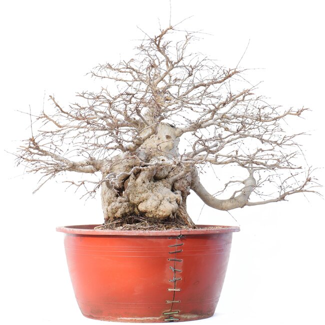 Carpinus coreana Yamadori, 58 cm, ± 90 años