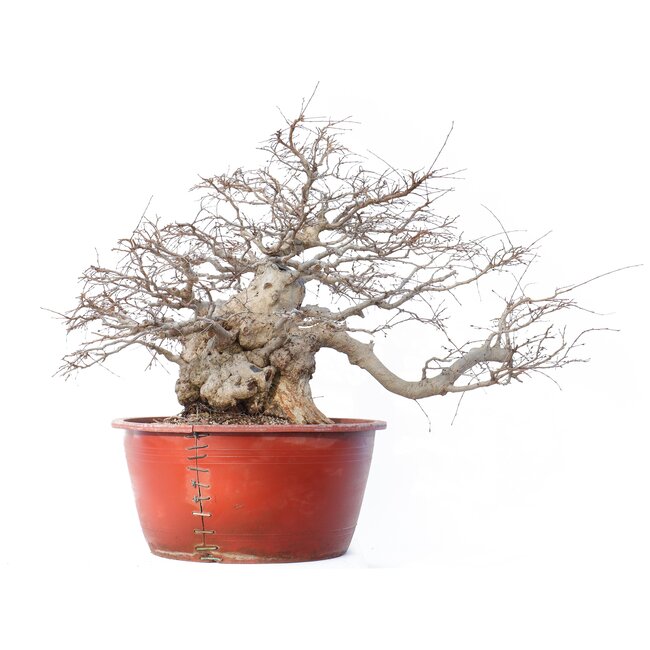 Carpinus coreana Yamadori, 58 cm, ± 90 jaar oud