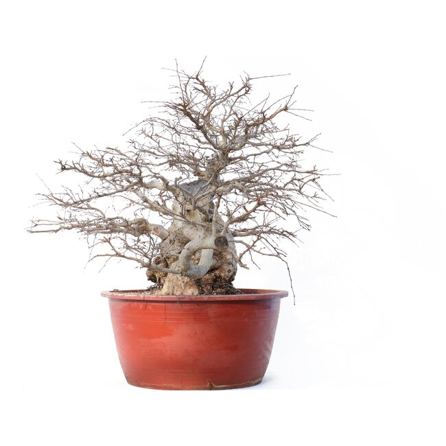 Carpinus coreana Yamadori, 58 cm, ± 90 anni