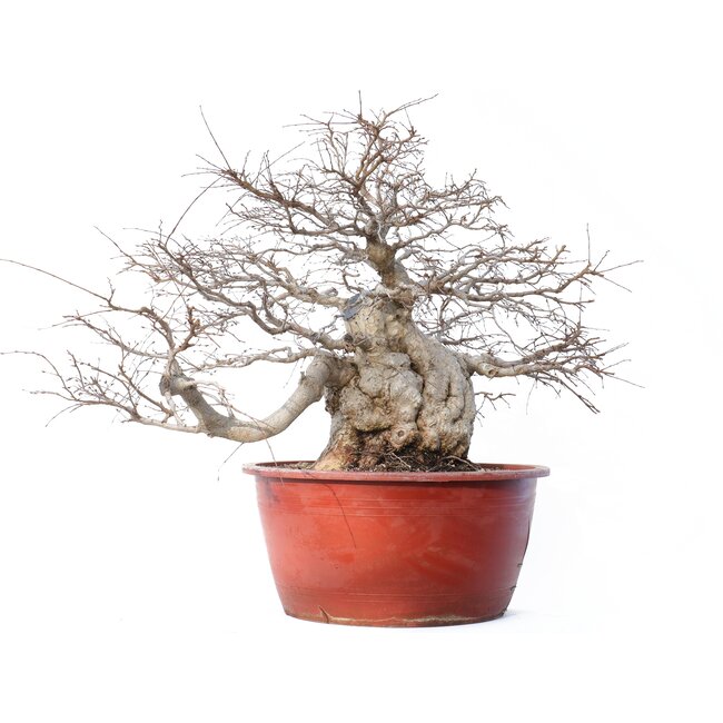 Carpinus coreana Yamadori, 58 cm, ± 90 ans