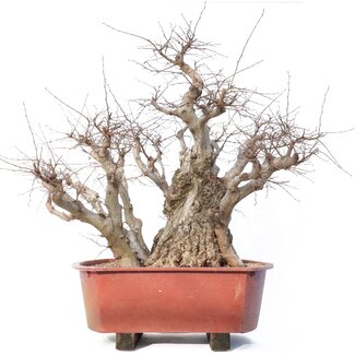 Carpinus coreana Yamadori, 78 cm, ± 80 jaar oud