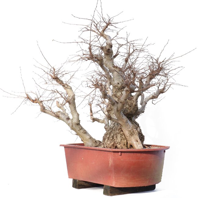 Carpinus coreana Yamadori, 78 cm, ± 80 anni