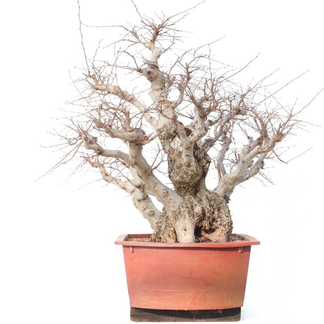 Carpinus coreana Yamadori, 78 cm, ± 80 years old