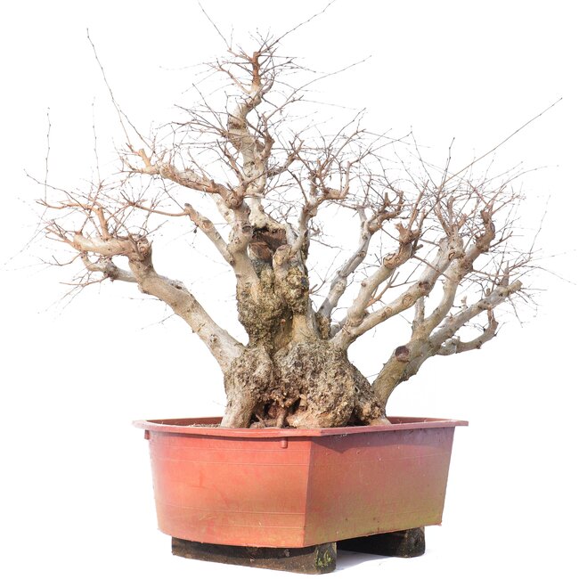 Carpinus coreana Yamadori, 78 cm, ± 80 years old