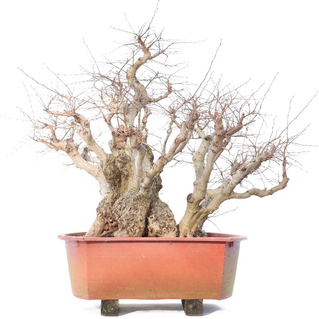 Carpinus coreana Yamadori, 78 cm, ± 80 años