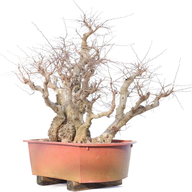 Carpinus coreana Yamadori, 78 cm, ± 80 years old