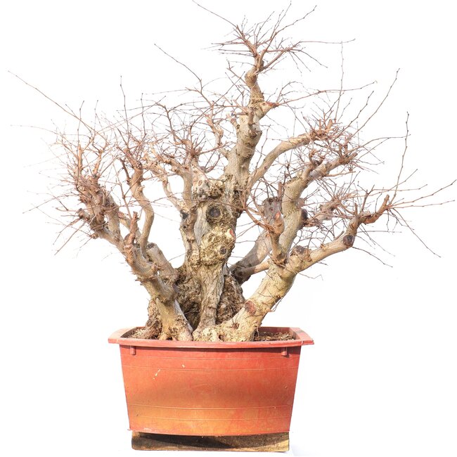 Carpinus coreana Yamadori, 78 cm, ± 80 ans