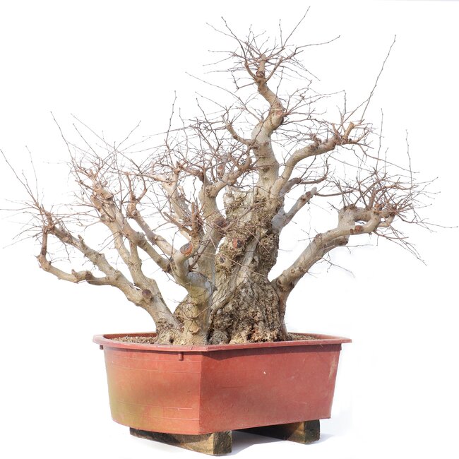 Carpinus coreana Yamadori, 78 cm, ± 80 años