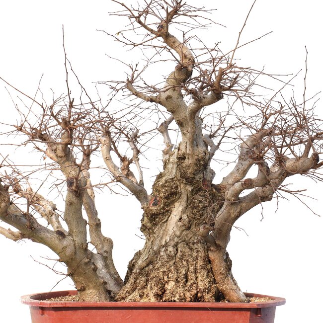 Carpinus coreana Yamadori, 78 cm, ± 80 anni