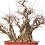 Carpinus coreana Yamadori, 78 cm, ± 80 jaar oud