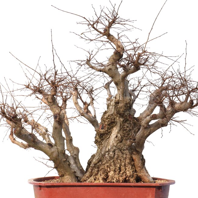 Carpinus coreana Yamadori, 78 cm, ± 80 ans