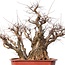 Carpinus coreana Yamadori, 78 cm, ± 80 jaar oud