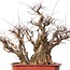 Carpinus coreana Yamadori, 78 cm, ± 80 Jahre alt