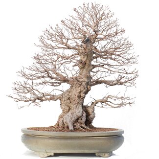 Carpinus coreana Yamadori, 70 cm, ± 80 Jahre alt