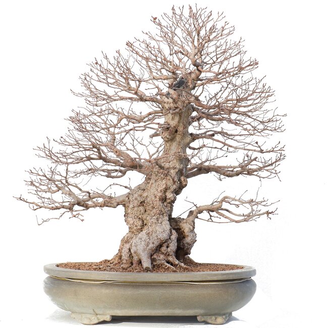 Carpinus coreana Yamadori, 70 cm, ± 80 ans, en pot cassé