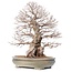 Carpinus coreana Yamadori, 70 cm, ± 80 jaar oud, in gebroken pot