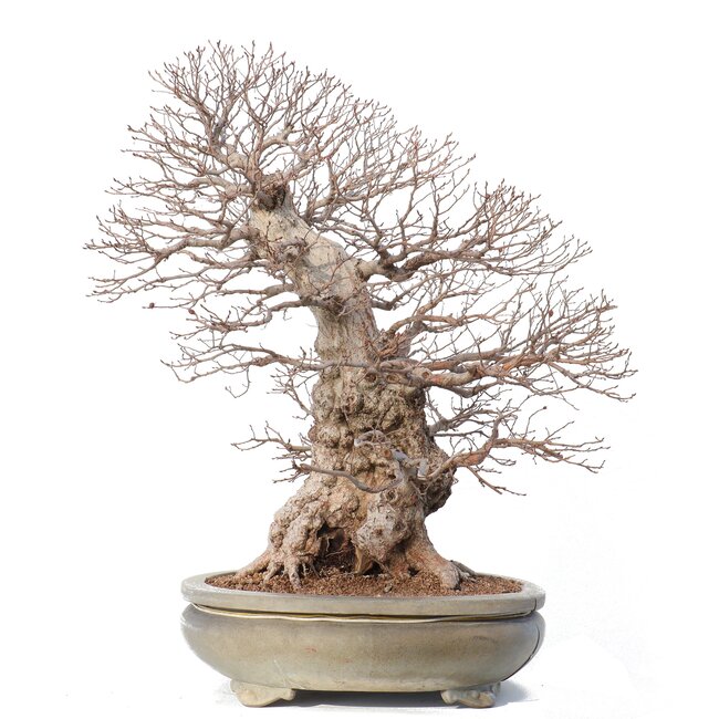 Carpinus coreana Yamadori, 70 cm, ± 80 years old, in a broken pot