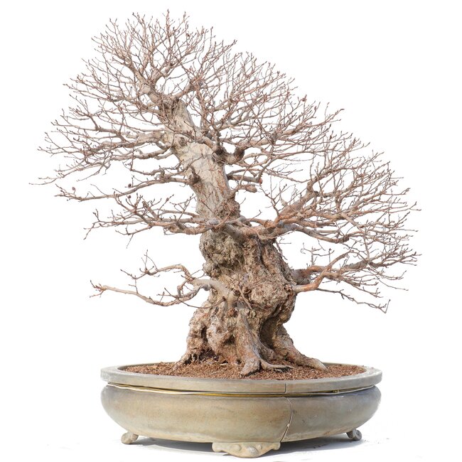 Carpinus coreana Yamadori, 70 cm, ± 80 years old, in a broken pot