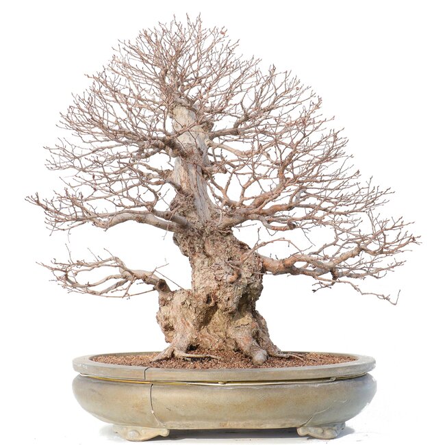 Carpinus coreana Yamadori, 70 cm, ± 80 jaar oud, in gebroken pot