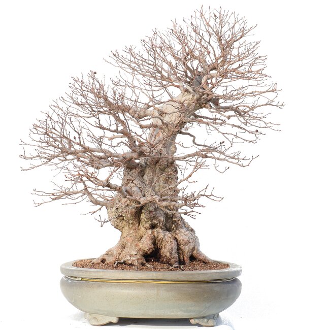 Carpinus coreana Yamadori, 70 cm, ± 80 years old, in a broken pot