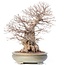 Carpinus coreana Yamadori, 70 cm, ± 80 jaar oud, in gebroken pot
