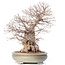 Carpinus coreana Yamadori, 70 cm, ± 80 jaar oud, in gebroken pot