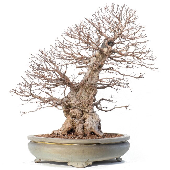 Carpinus coreana Yamadori, 70 cm, ± 80 anni, in un vaso rotto