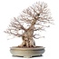 Carpinus coreana Yamadori, 70 cm, ± 80 ans, en pot cassé