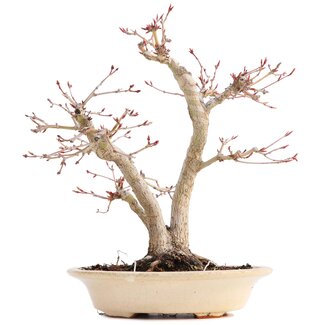 Hattori Tomoyuki Acer palmatum, 24 cm, ± 18 anni