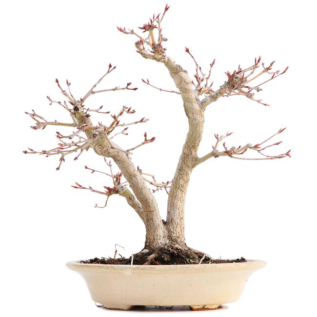 Acer palmatum, 24 cm, ± 18 anni, con un nebari di 7 cm in un vaso giapponese fatto a mano dal signor Hattori