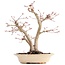Acer palmatum, 24 cm, ± 18 jaar oud, met een nebari van 7 cm in een handgemaakte Japanse pot van de heer Hattori
