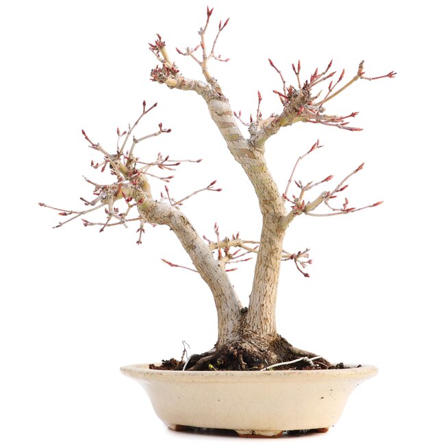 Acer palmatum, 24 cm, ± 18 años, con un nebari de 7 cm en una maceta japonesa hecha a mano por el señor Hattori